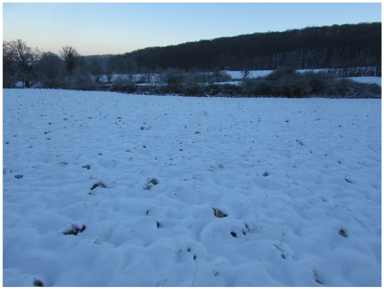 land- und forstwirtschaftlich genutztes Grundstück in Wachtberg — Bild 3