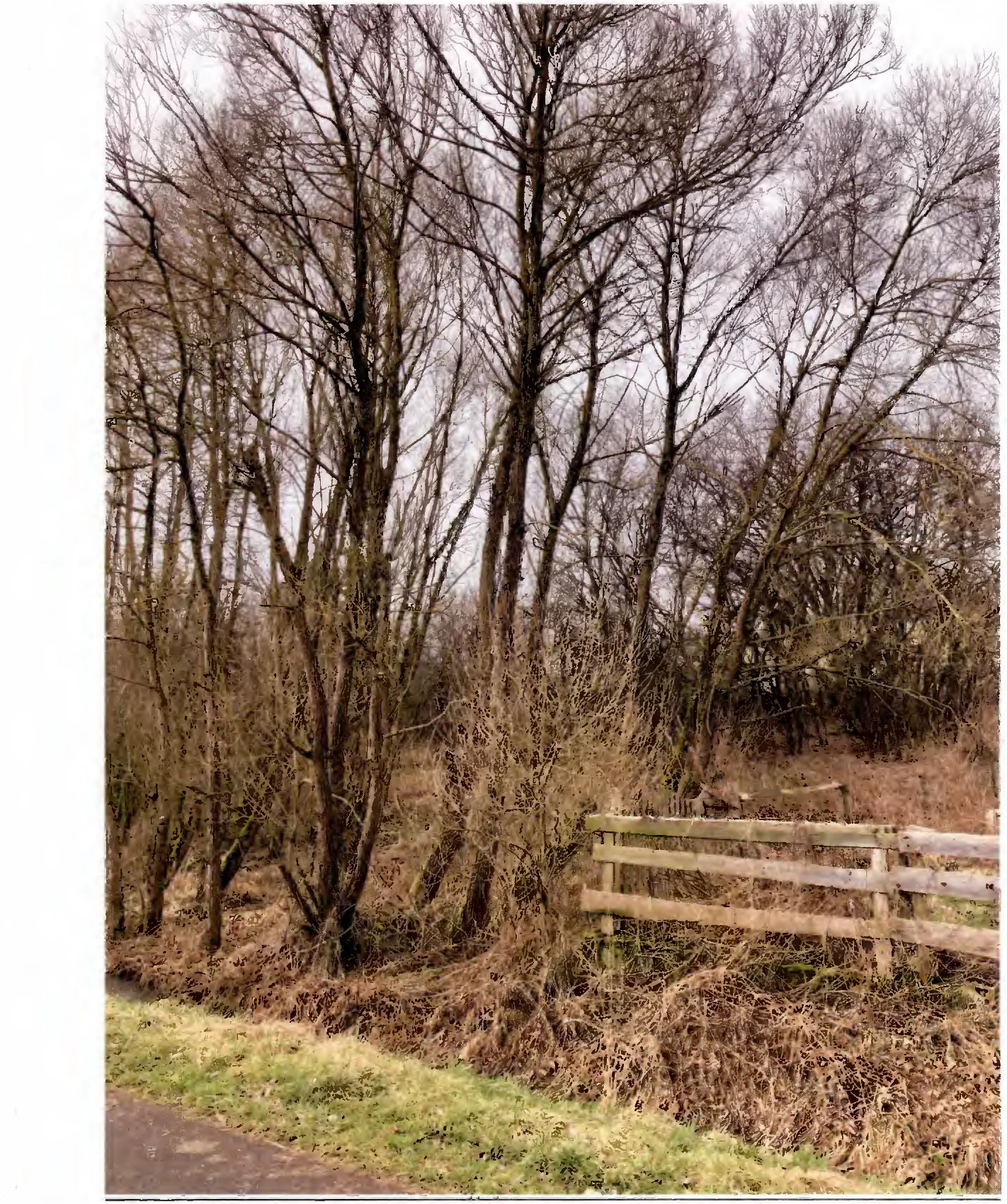 unbebautes Grundstück in Antrifftal — Bild 3