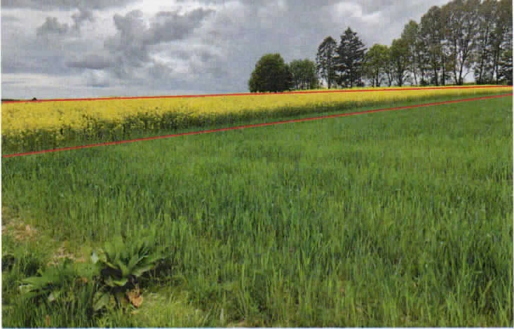 land- und forstwirtschaftlich genutztes Grundstück in Rauschenberg — Bild 3