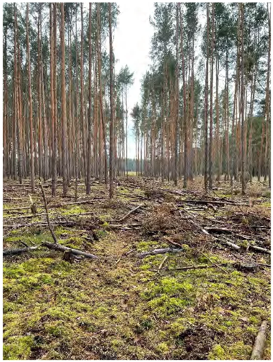 land- und forstwirtschaftlich genutztes Grundstück in Vetschau — Bild 2