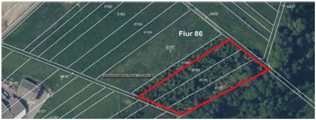 Wald in Usingen — Bild 3