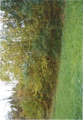 land- und forstwirtschaftlich genutztes Grundstück in Pettendorf — Bild 2