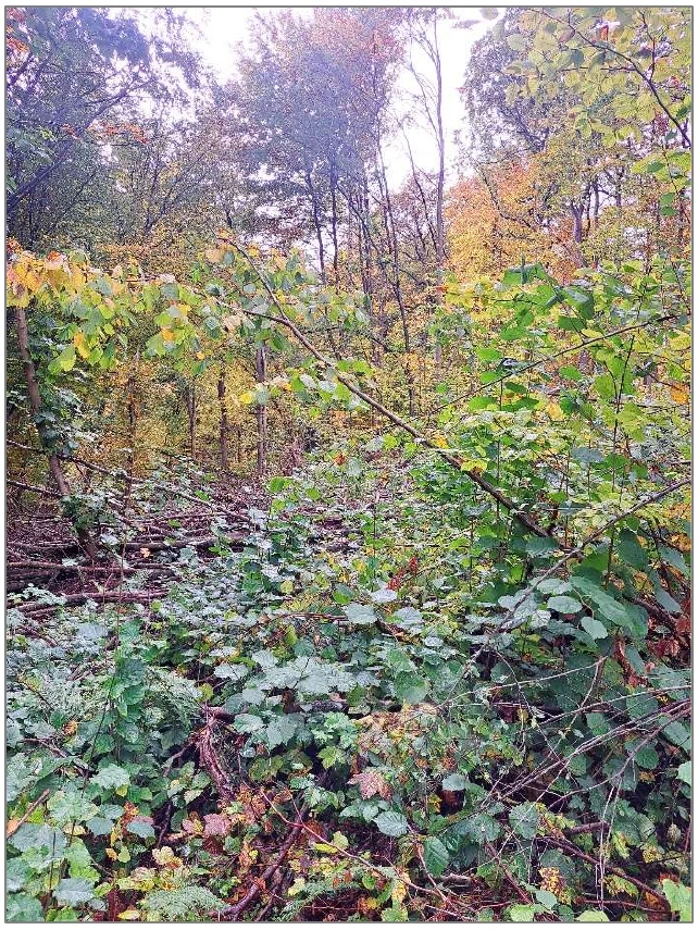 land- und forstwirtschaftliche Grundstücke in Nordhausen