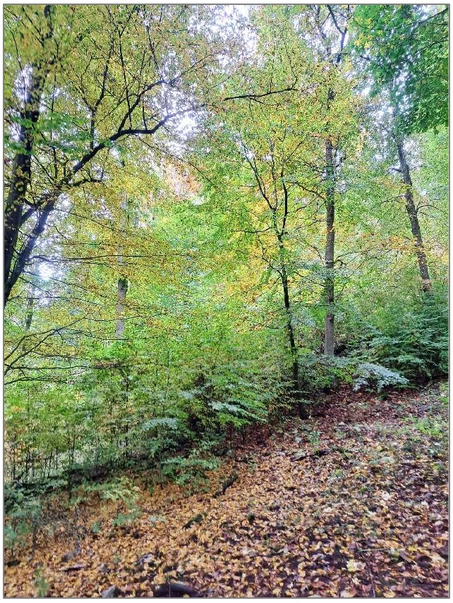 land- und forstwirtschaftliche Grundstücke in Nordhausen — Bild 2