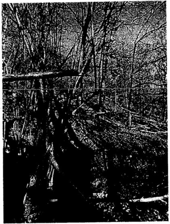 land- und forstwirtschaftlich genutztes Grundstück in Gelnhausen — Bild 2