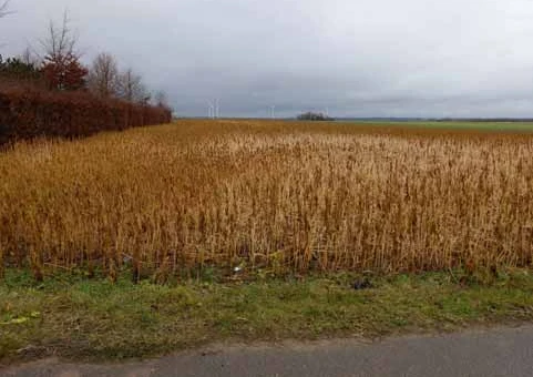 Ackerland in Erftstadt