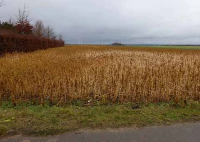 Ackerland in Erftstadt