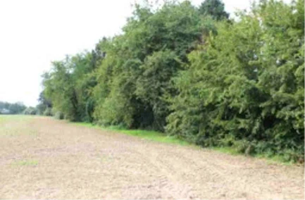 Freizeitgarten in Gießen — Bild 3