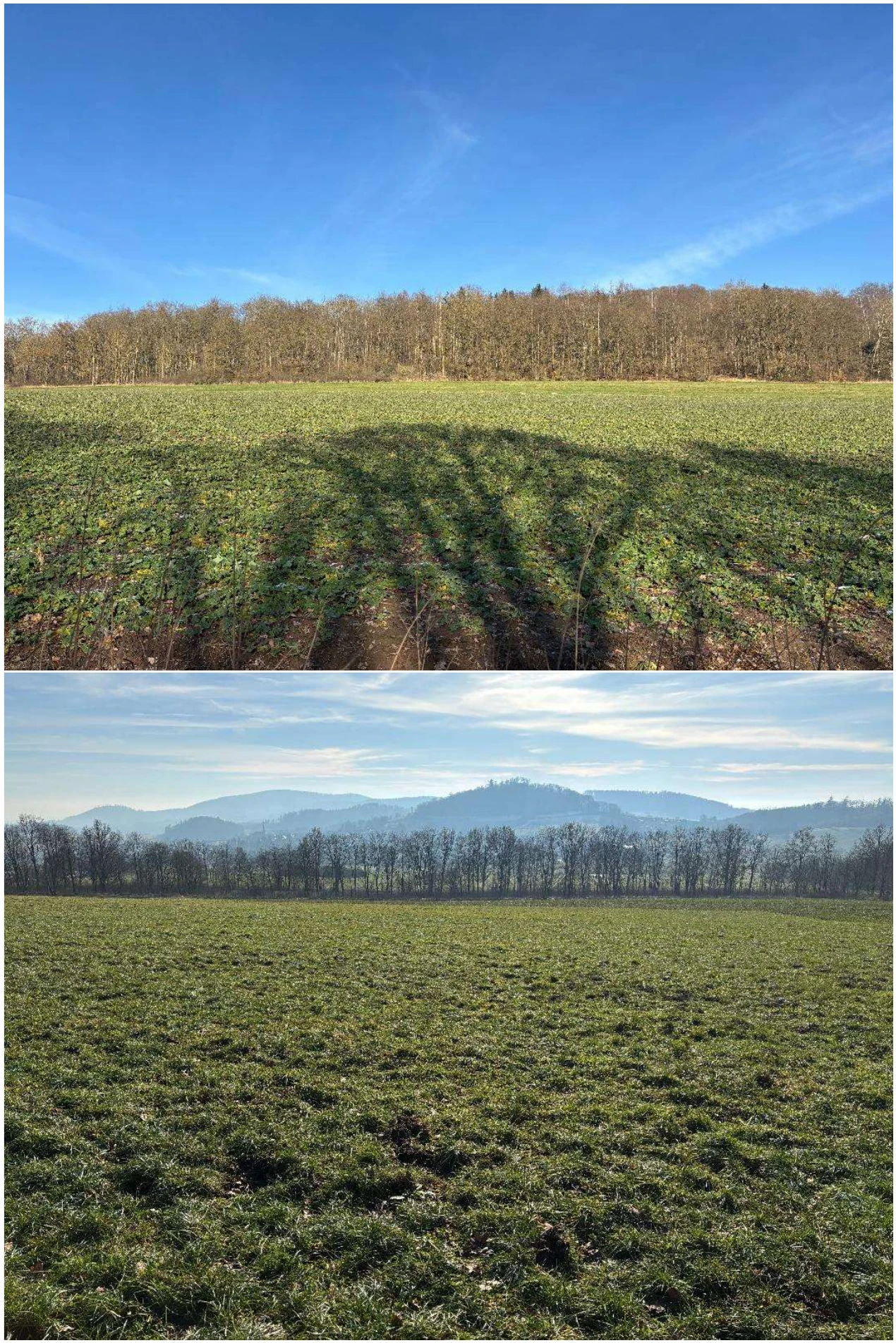 land- und forstwirtschaftlich genutztes Grundstück in Schauenburg