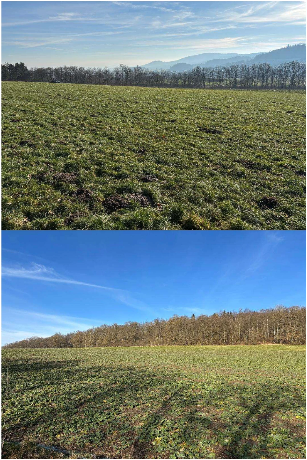 land- und forstwirtschaftlich genutztes Grundstück in Schauenburg — Bild 2