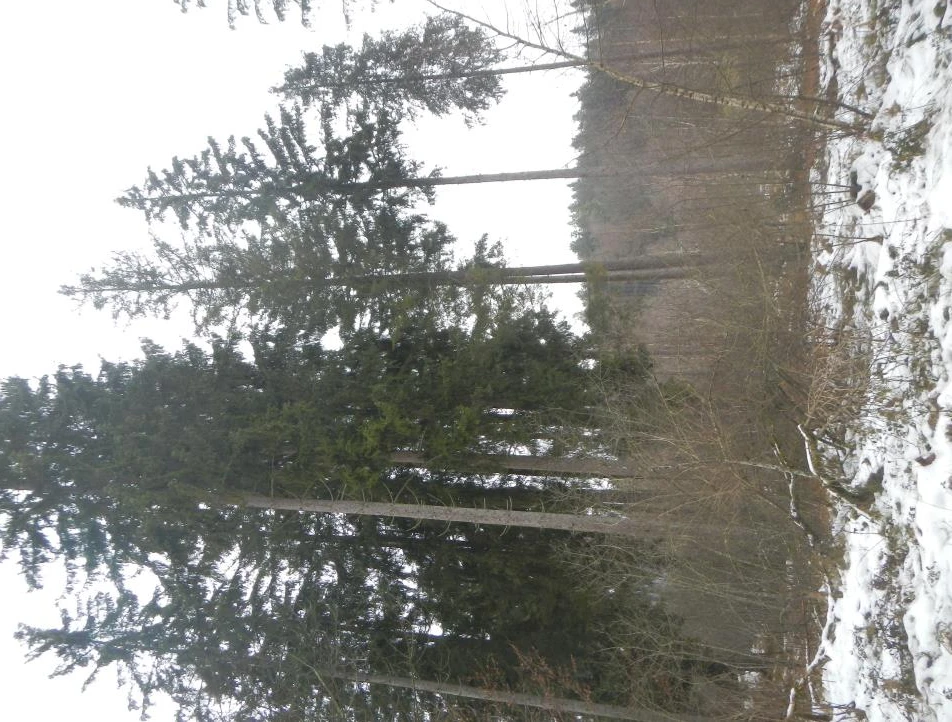 Waldfläche in Schönberg