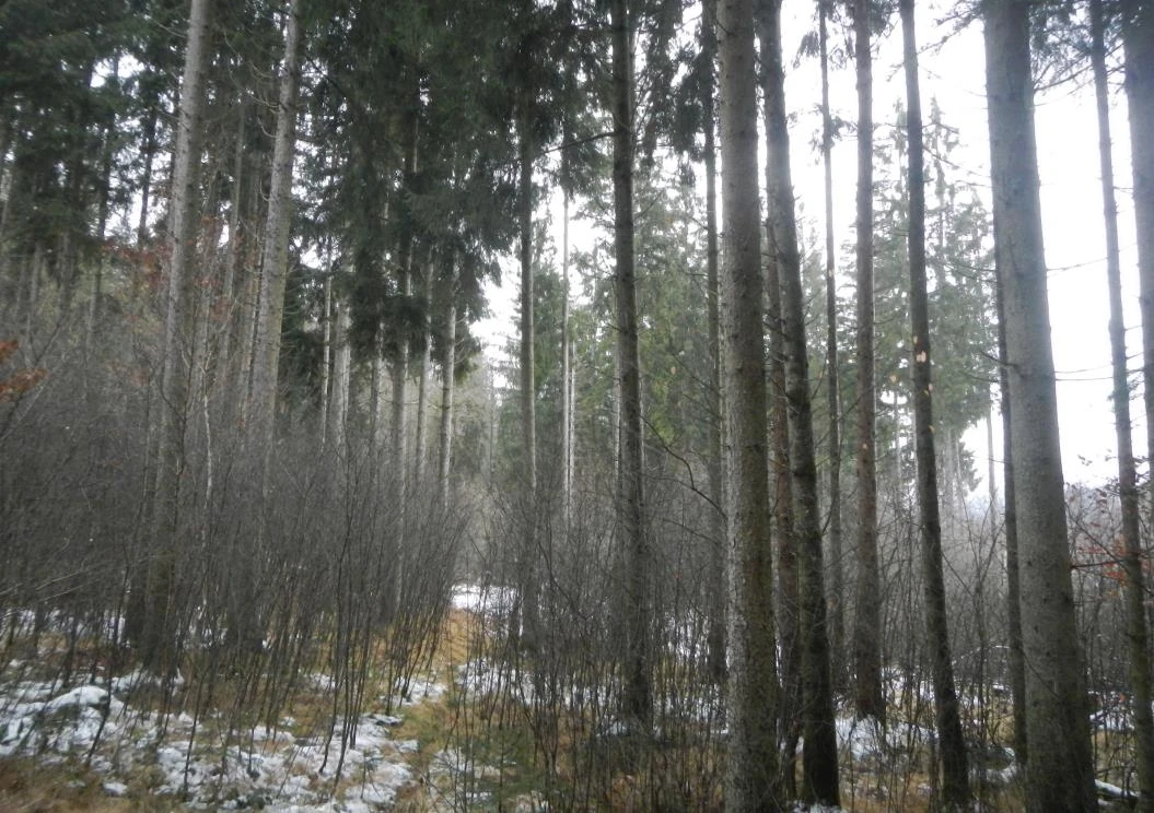 Waldfläche in Schönberg — Bild 2