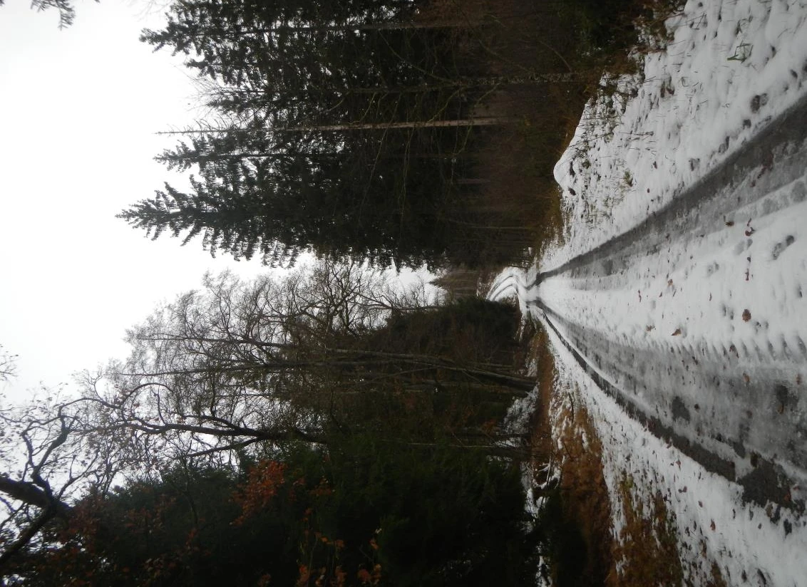 Waldfläche in Schönberg — Bild 3