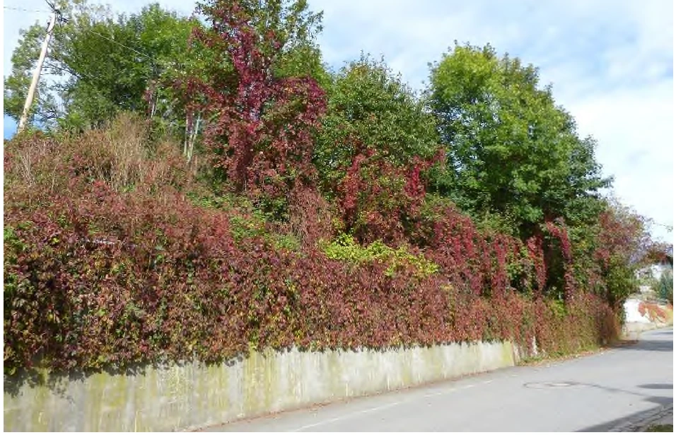 Einfamilienhaus in Neuschönau — Bild 2