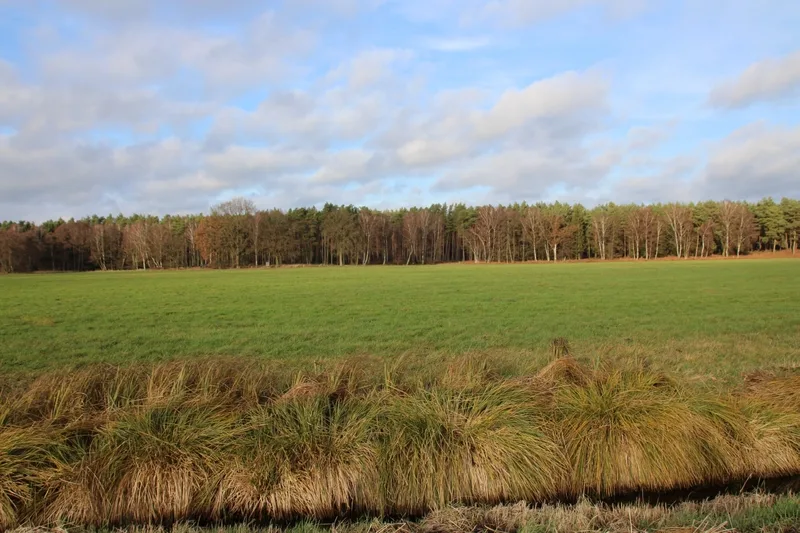 Grünland in Grabow OT Winkelmoor