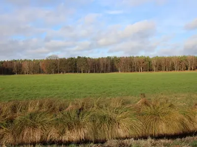 Grünland in Grabow OT Winkelmoor