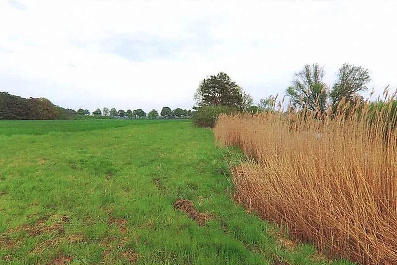 Land-/Forstwirtschaftsflächen und Gartenlandflächen in Schönewalde — Bild 2