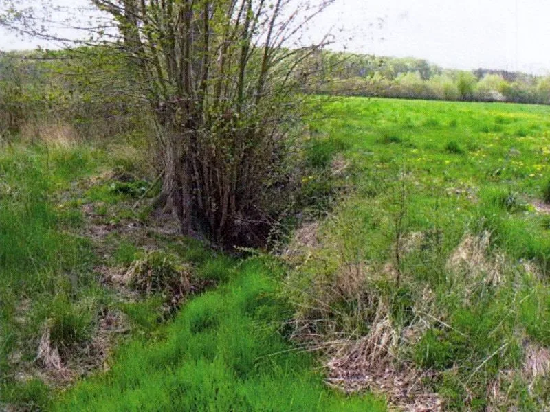 Grünland in Groß Boden — Bild 3