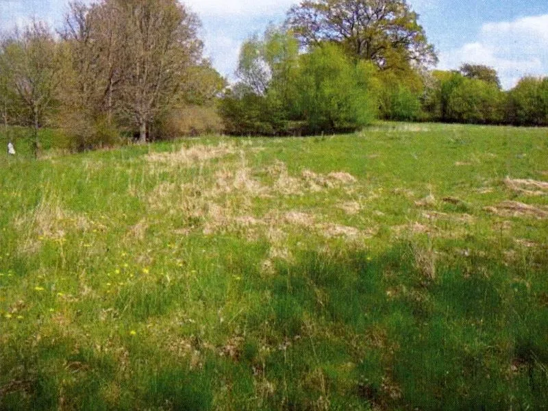 Grünland in Groß Boden — Bild 2