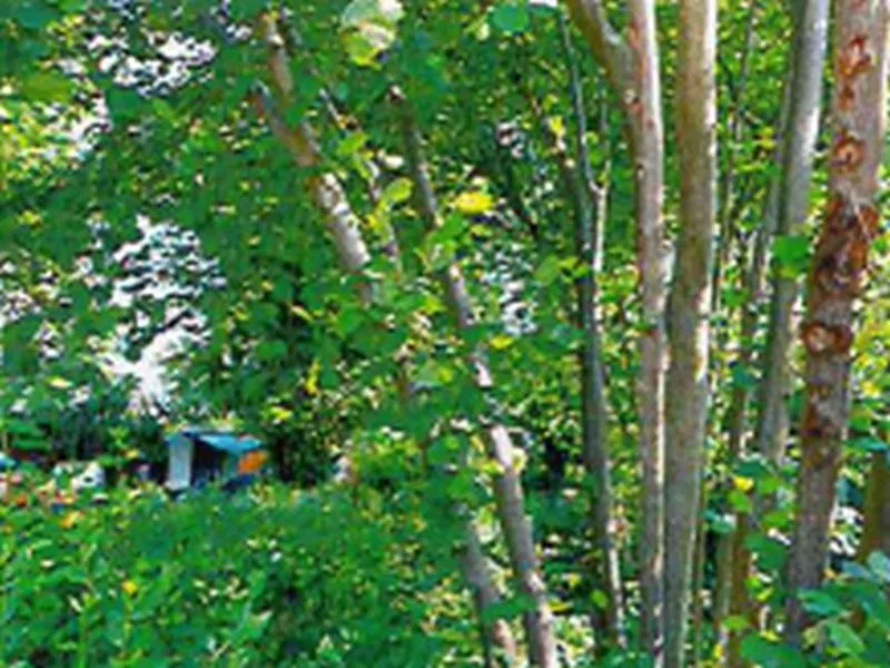 Mit einer Gartenlaube bebautes Grundstück in Blankenfelde — Bild 3