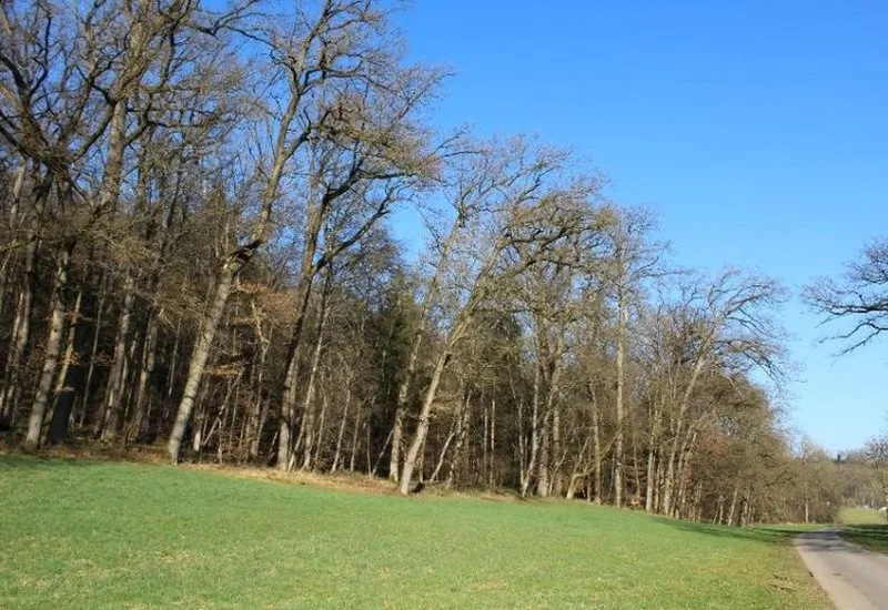 Waldfläche in Ostfildern