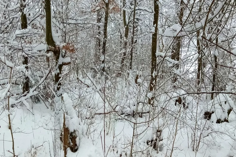 Landwirtschafts-/Waldfläche in Künzelsau