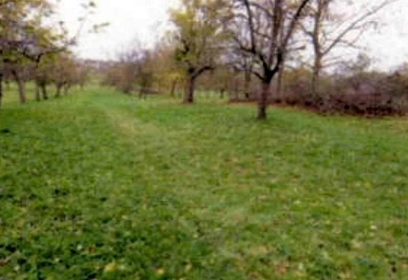 Landwirtschafts-/Waldflächen in Gomaringen — Bild 2