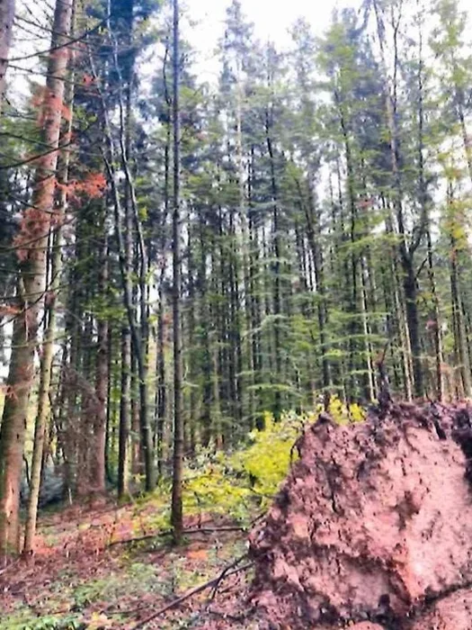 Landwirtschafts- und Waldfläche in Althütte — Bild 2
