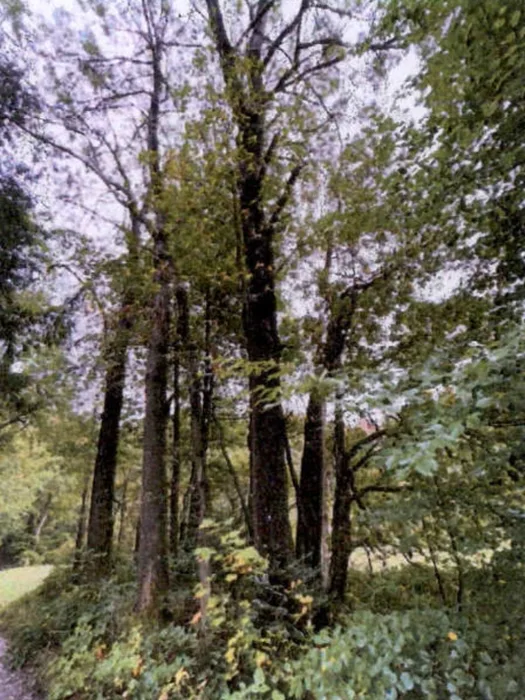 Waldflächen in Althütte — Bild 2