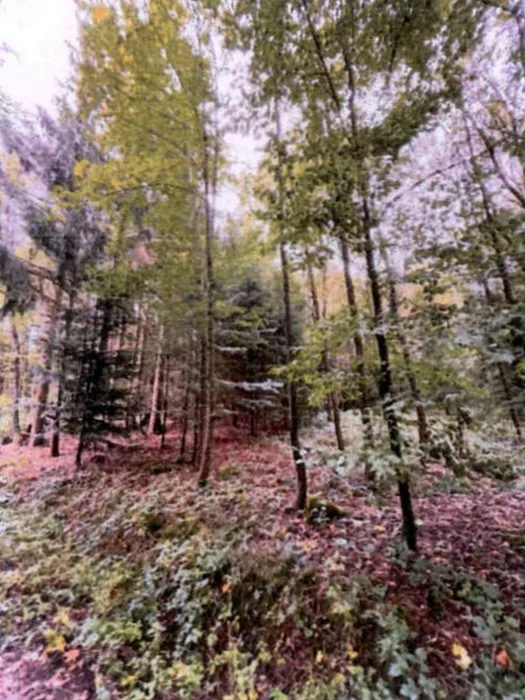 Waldflächen in Althütte — Bild 3