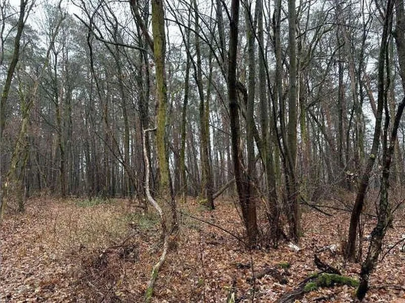 Waldfläche in Niedergörsdorf OT Dennewitz