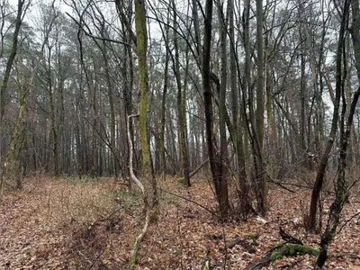 Waldfläche in Niedergörsdorf OT Dennewitz