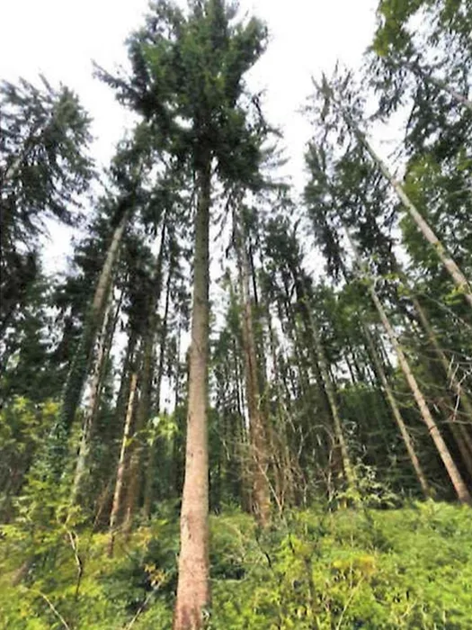Waldflächen in Althütte