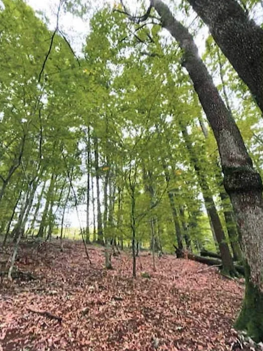 Waldflächen in Althütte — Bild 2