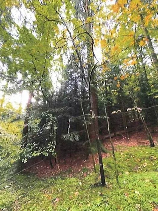 Waldflächen in Althütte — Bild 3