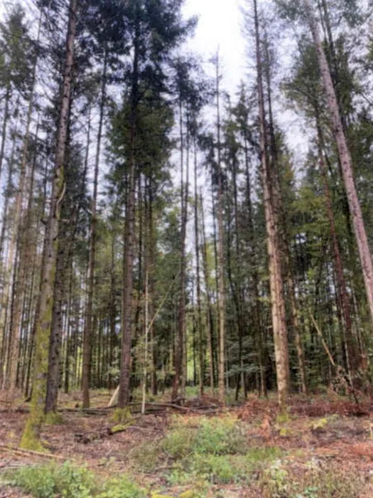 Waldflächen in Althütte — Bild 3