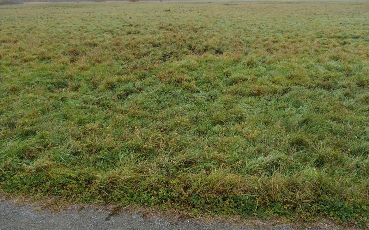 Ackerländer und Grünfläche (Wiese) in Frankfurt am Main