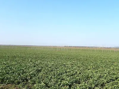 Landwirtschaftsfläche (Ackerland) in Calbe (Saale) OT Schwarz