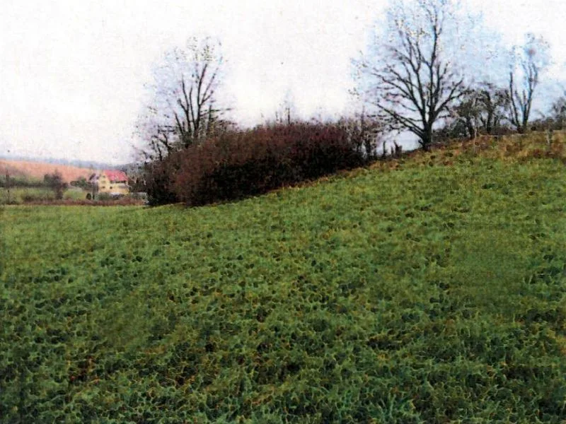 Freizeitgarten, Wald- und Landwirtschaftsfläche in Untergruppenbach (Unterheinriet) — Bild 3