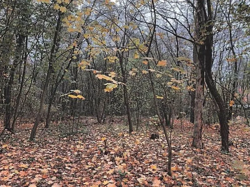 Waldfläche in Bad Saarow