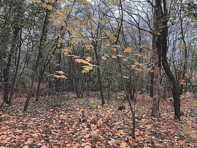 Waldfläche in Bad Saarow