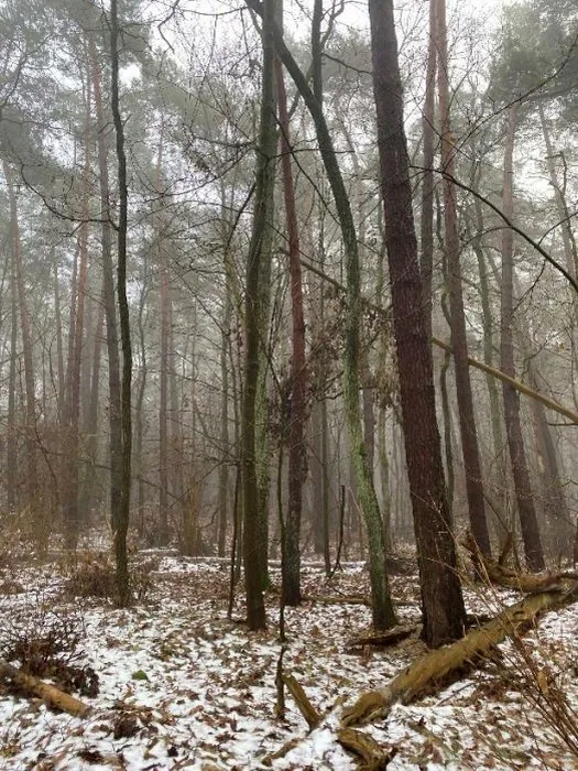 Waldgrundstück in Petershagen/Eggersdorf