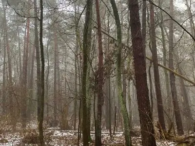 Waldgrundstück in Petershagen/Eggersdorf
