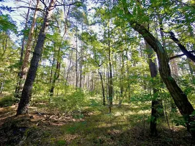 Waldfläche in Neupetershain