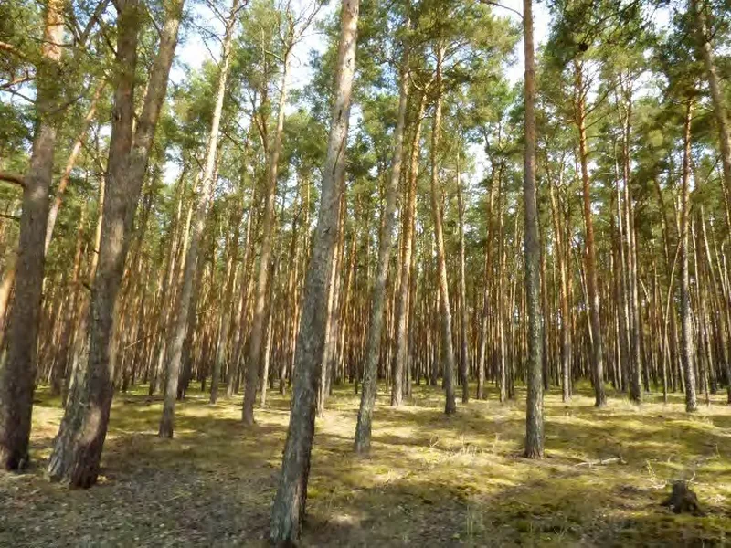 Waldfläche in Vetschau OT Laasow — Bild 2