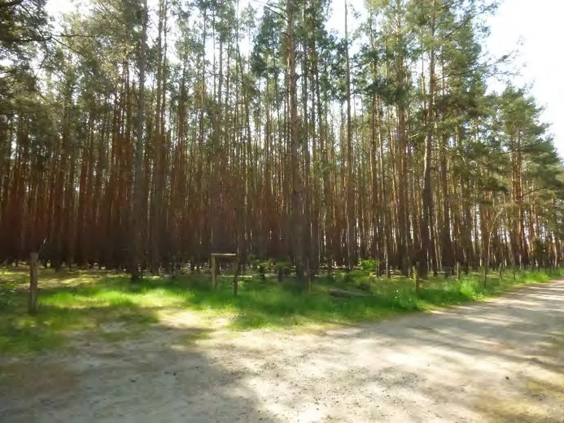 Waldfläche in Vetschau OT Laasow — Bild 3