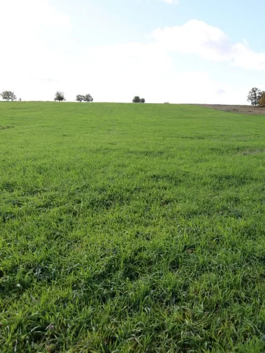 Landwirtschafts-/Waldfläche in Großkmehlen OT Kleinkmehlen