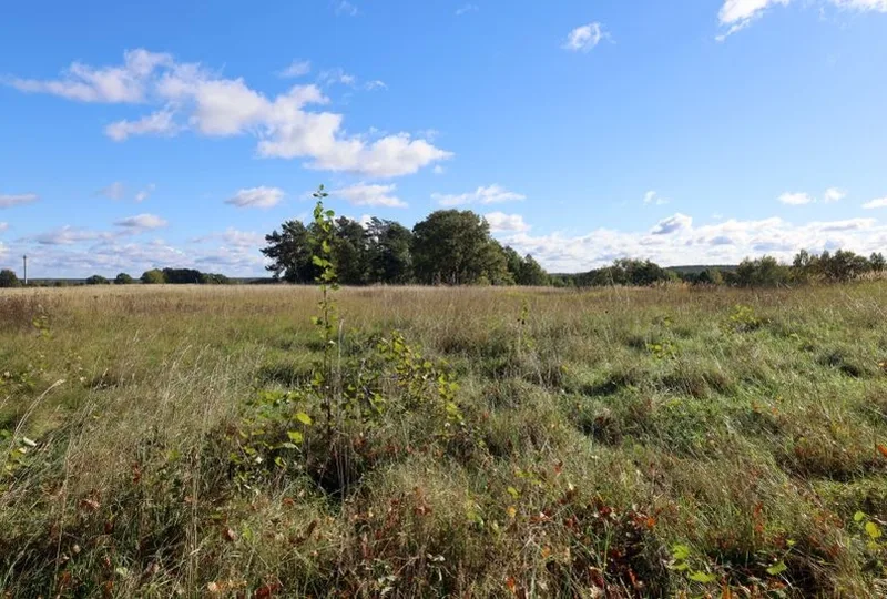 Landwirtschafts-/Waldfläche in Großkmehlen OT Kleinkmehlen — Bild 2