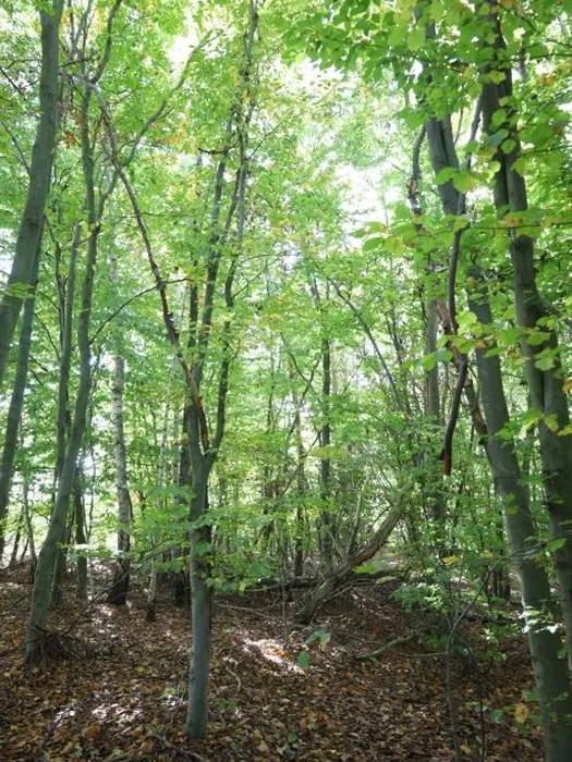 Landwirtschafts-/Waldfläche in Großkmehlen OT Kleinkmehlen — Bild 3
