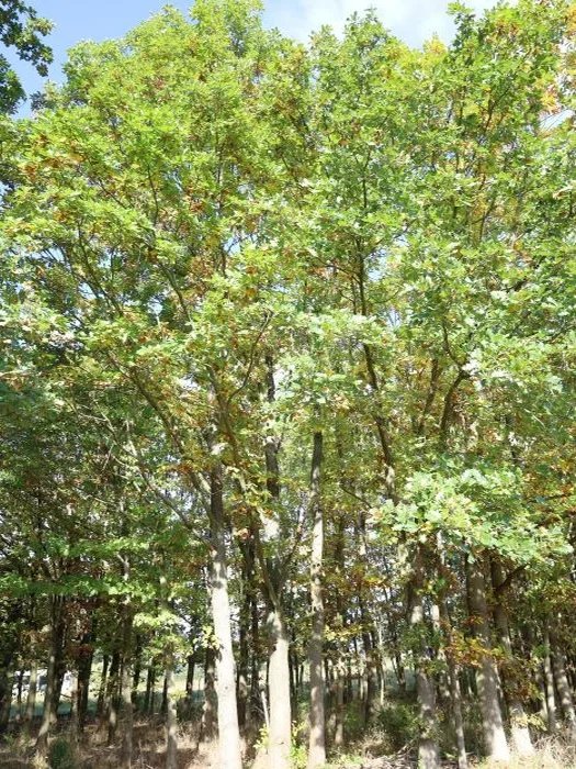 Wald-/Ackerfläche in Großkmehlen OT Kleinkmehlen